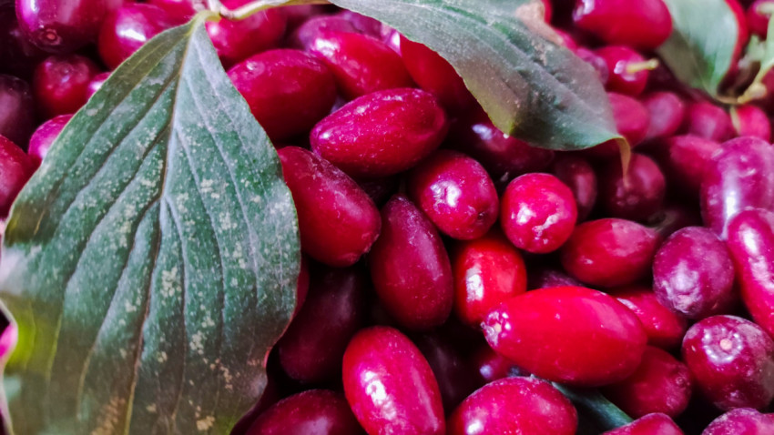 Ягоды кизила с крупными зелёными листьями крупным планом