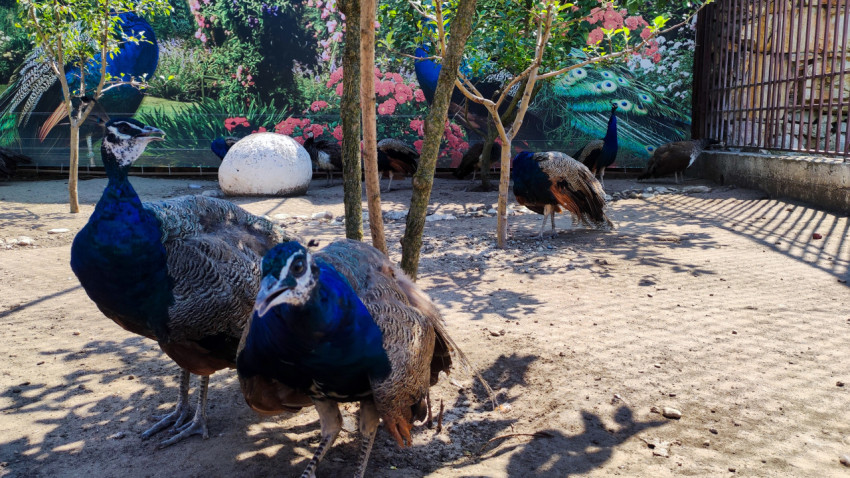 Павлин подходит к объективу на фоне вольера с декоративным панно