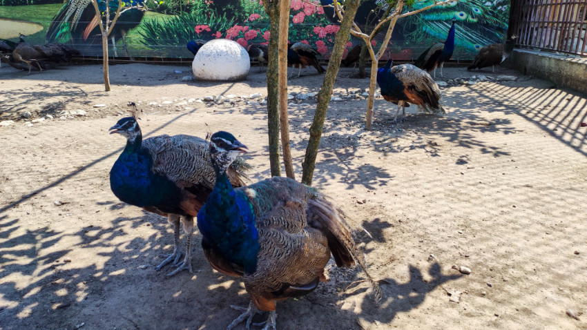 Два павлина стоят у камеры на песчаной площадке вольера