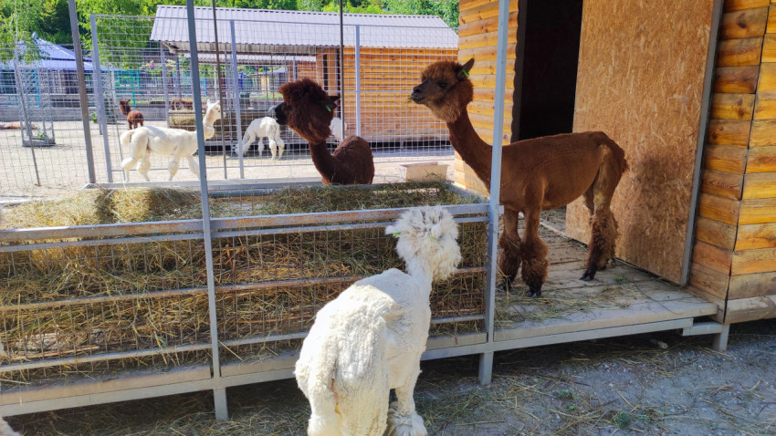 Коричневая альпака стоит у входа в деревянный домик рядом с кормушкой