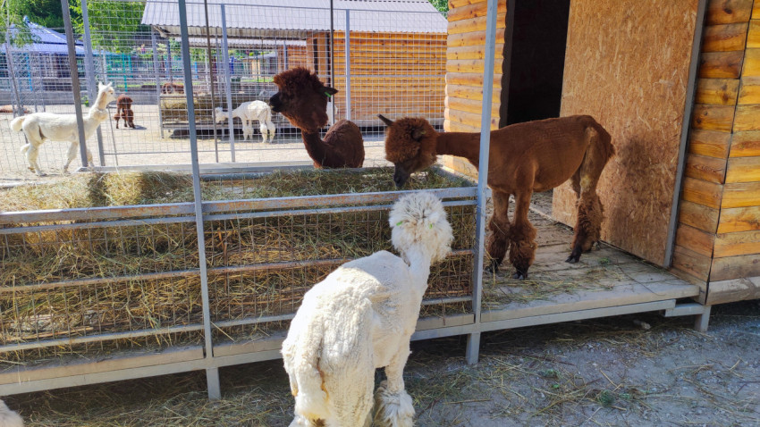 Альпаки у кормушки с сеном рядом с деревянным укрытием в загоне