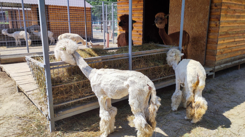 Две белые альпаки у кормушки с сеном в загоне на ферме