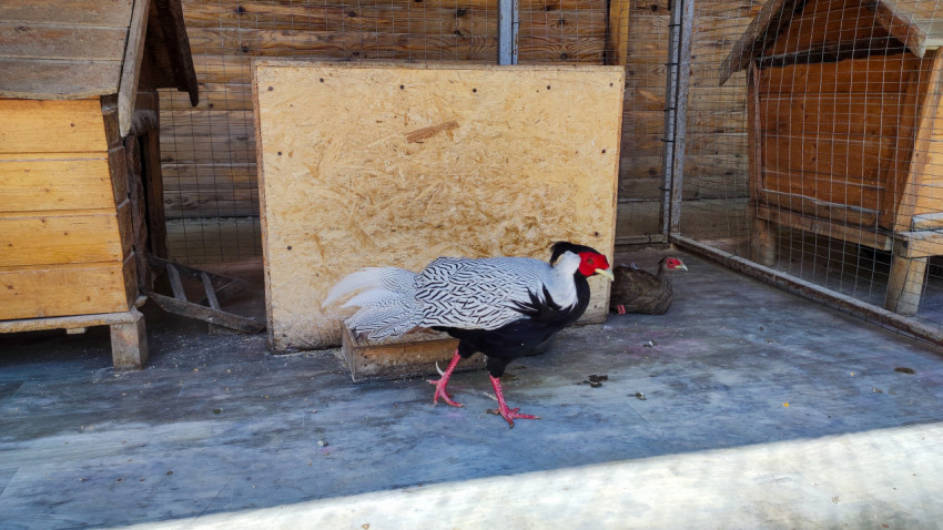 Серебряный фазан с красной «маской» гуляет по вольеру рядом с самкой