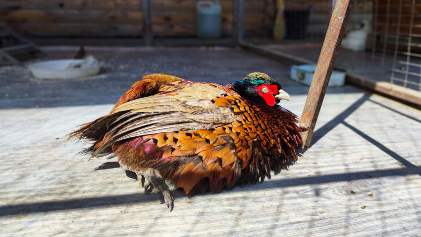 Пёстрый самец фазана отдыхает у стойки в солнечном пятне вольера