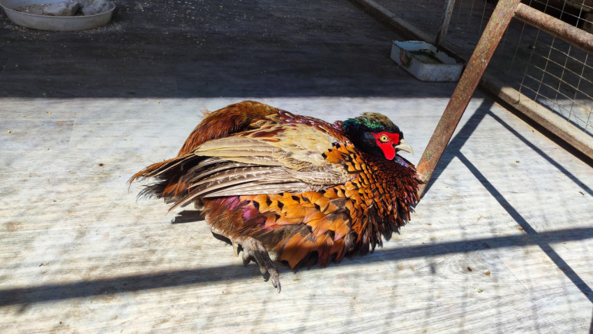 Самец фазана лежит на солнце в вольере с сетчатой оградой