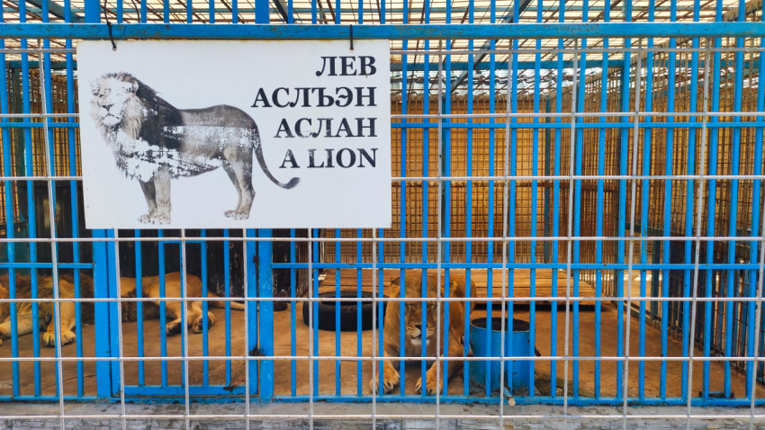 Вольер со львами и информационной табличкой «ЛЕВ / ASLAN / A LION»