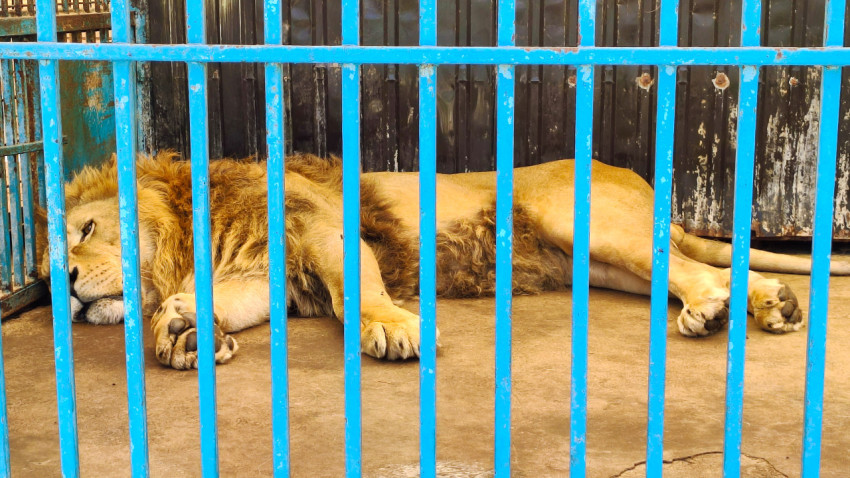 Самец льва с гривой лежит за синей решёткой в зоопарковом вольере