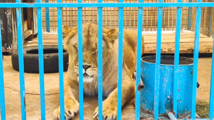 Львица отдыхает у поилки в вольере зоопарка за ярко-синей решёткой