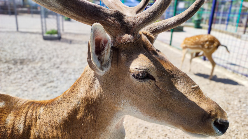 Портрет пятнистого оленя с бархатистыми рогами в вольере