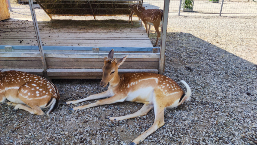 Пятнистые олени отдыхают в тени рядом с сенником в загоне