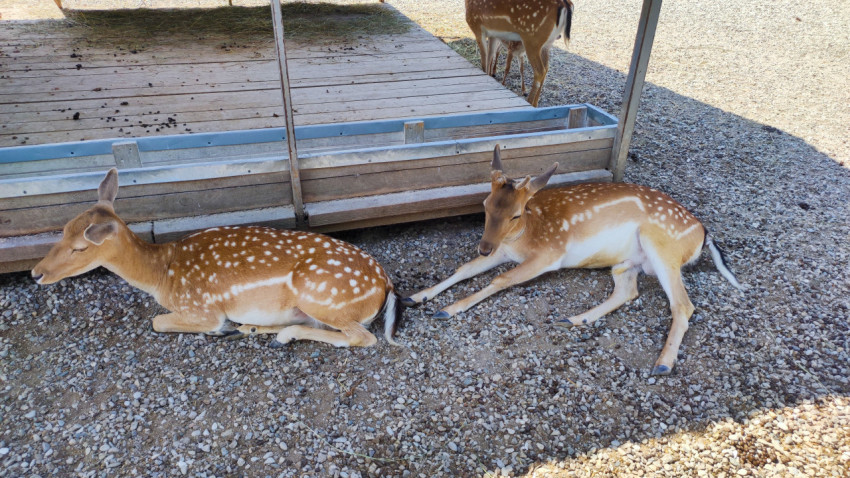 Два пятнистых оленя лежат на гравии у кормового навеса в вольере