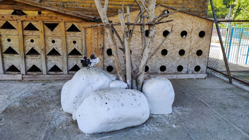 Голубь сидит на белых камнях перед голубятней с гнёздами