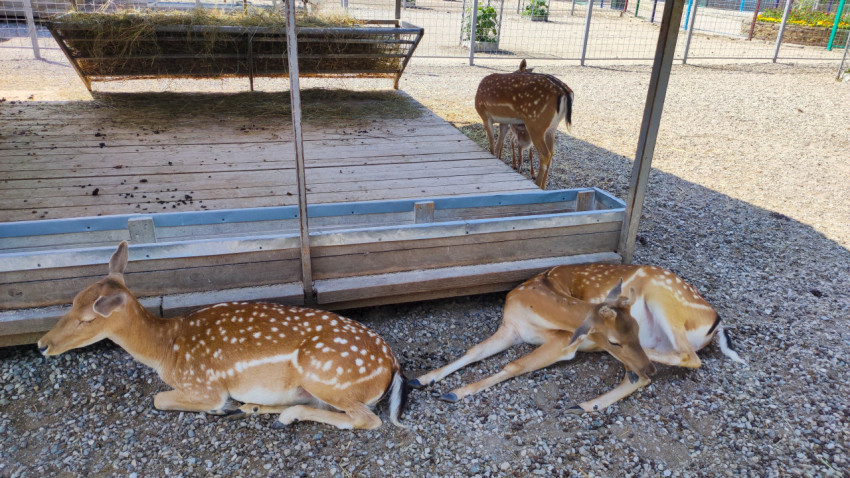 Пятнистые олени отдыхают у деревянной платформы, один чистит шерсть