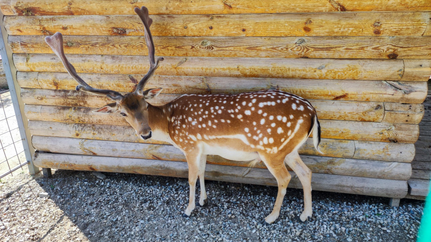 Пятнистый олень с рогами стоит у деревянной стены вольера