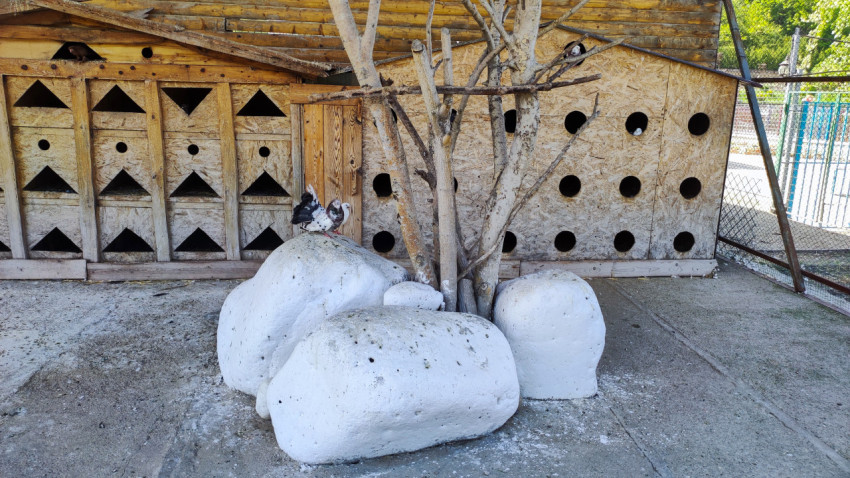 Голубь на камне у деревянной голубятни с треугольными летками