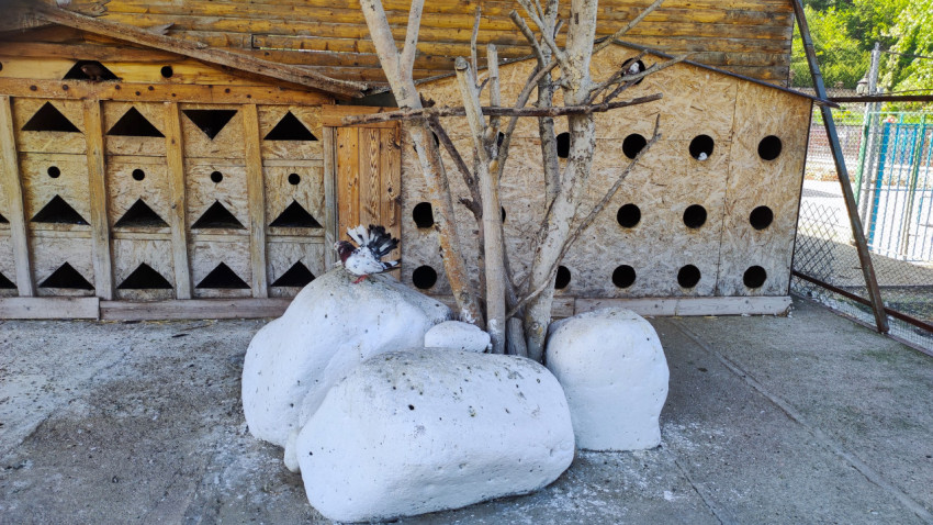 Декоративный голубь расправил хвост на камне у голубятни