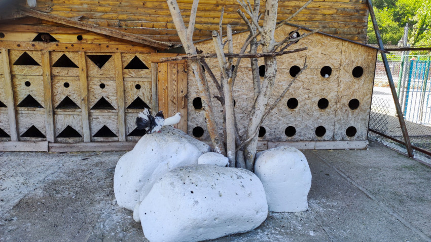 Голубь с поднятым хвостом стоит на белых валунах у вольера