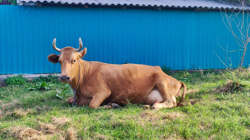 Портрет рыжей коровы, лежащей на траве у синего металлического забора