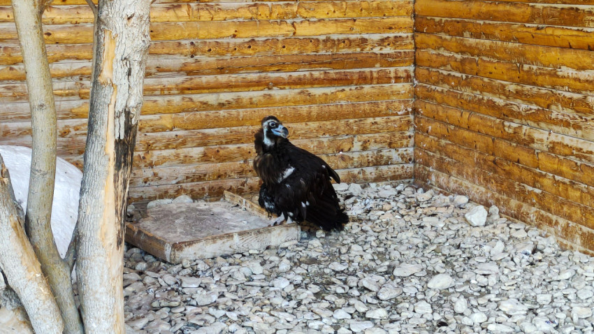 Хищный гриф с тёмным оперением стоит у кормовой площадки в вольере