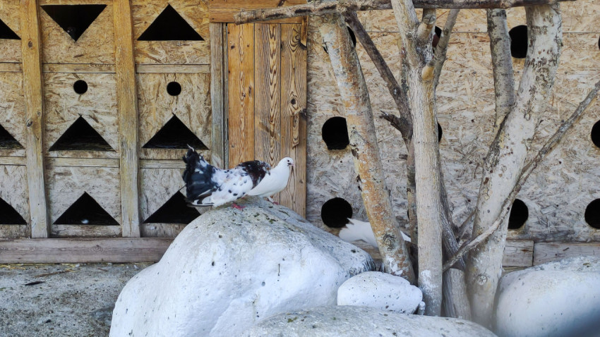 Пёстрый голубь стоит на камне, а белый голубь прячется за ветками