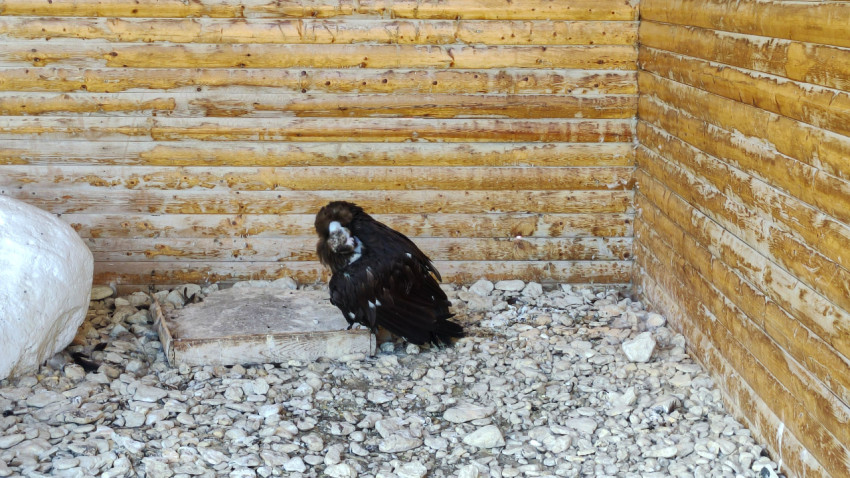 Тёмный гриф сидит на гравии в углу деревянного вольера