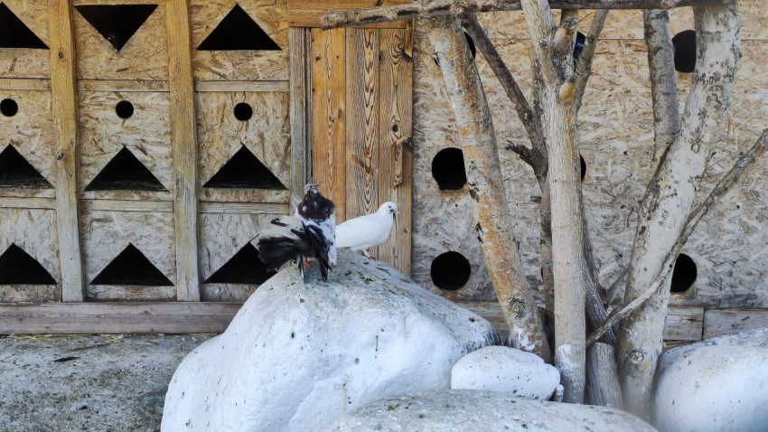Два голубя стоят на белом камне перед стеной голубятни