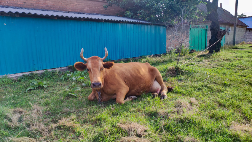 Корова на привязи у зелёных ворот и синего забора во дворе
