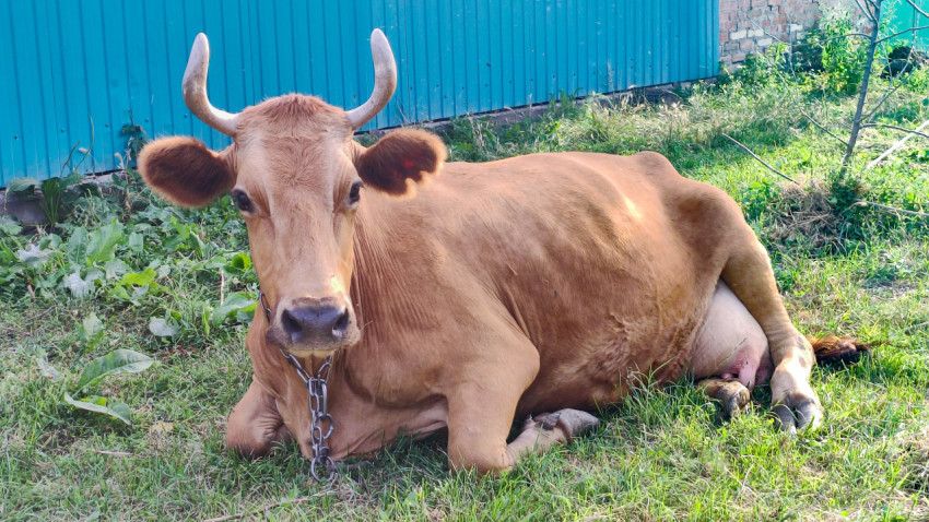 Крупный план рыжей коровы на траве у синего профлиста