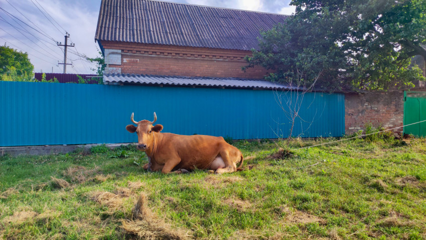 Рыжая корова на привязи лежит на траве у синего забора