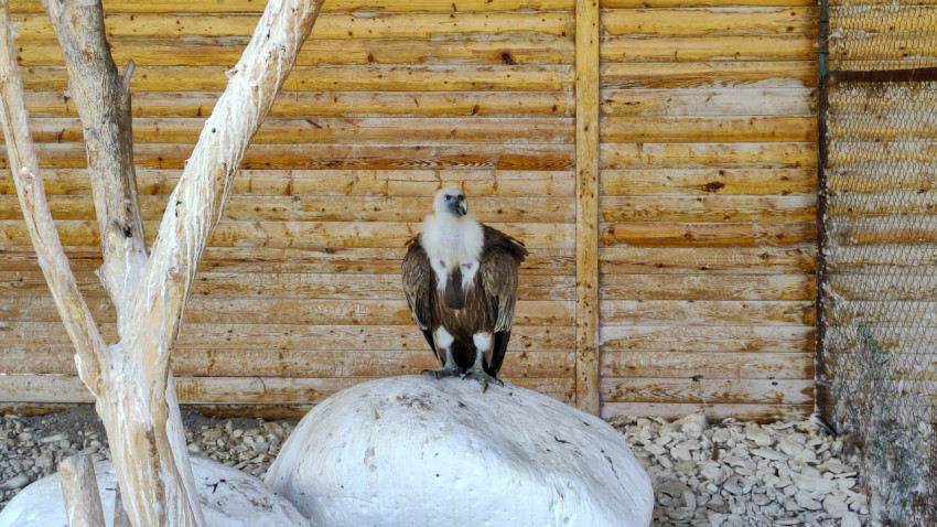 Белоголовый сип стоит на камне внутри деревянного вольера