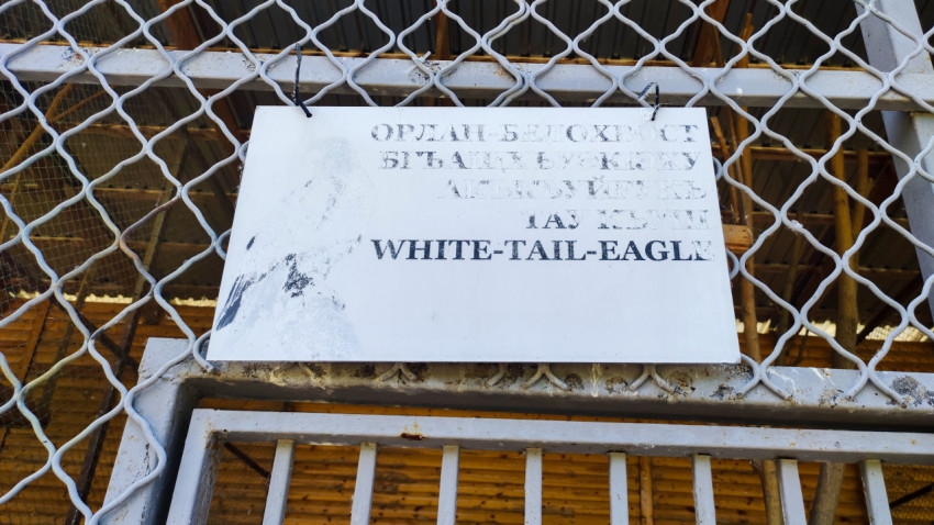 Табличка «Орлан-белохвост» с английским названием White-tail-eagle на вольере