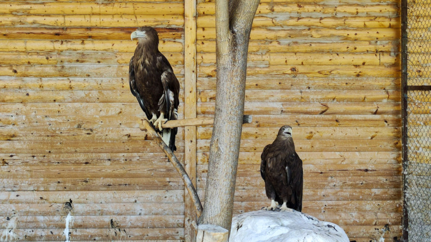 Два орлана-белохвоста в вольере на жерди и камне