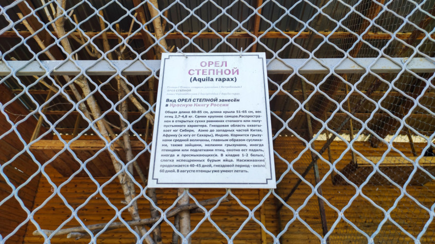Информационный стенд «Орёл степной (Aquila rapax)» на ограждении вольера