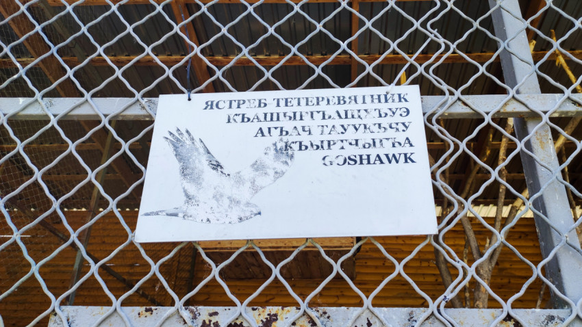 Табличка «Ястреб-тетеревятник» с подписью Goshawk на сетке вольера