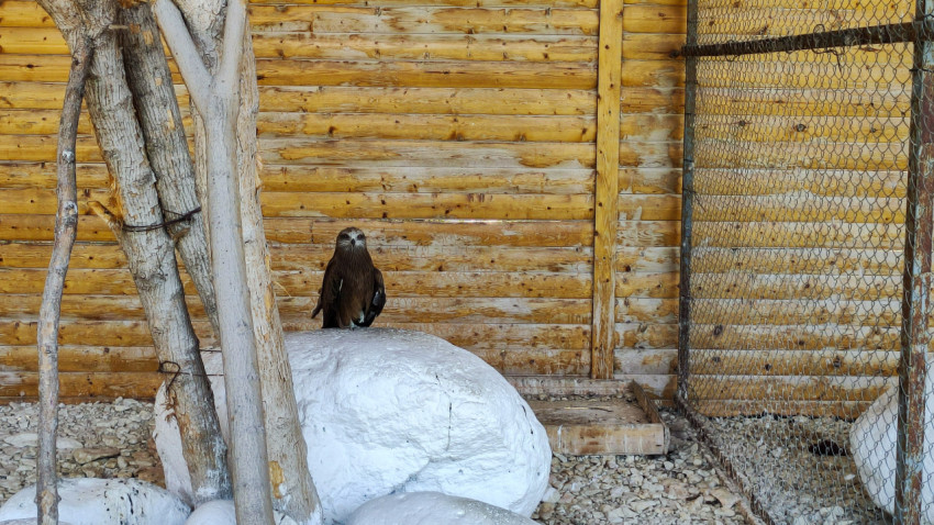 Степной орёл на белом камне в вольере у деревянной стены