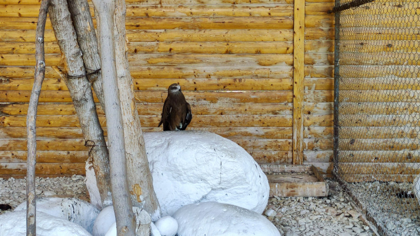 Степной орёл на валуне в ограждённой зоне