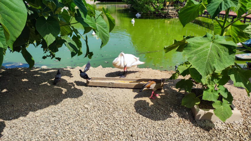 Белый лебедь на берегу пруда среди голубей