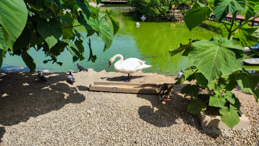 Лебедь и голуби у кромки воды на парковой набережной
