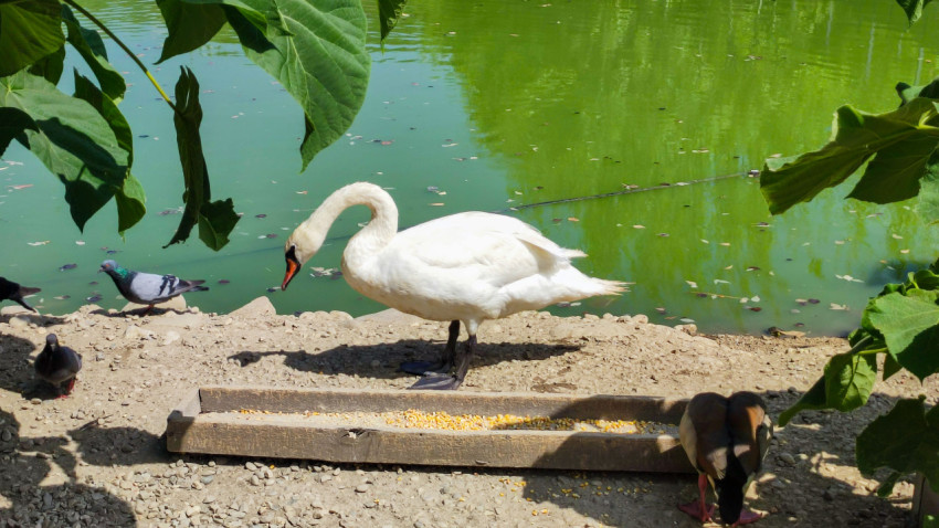 Лебедь у берега пруда в тени листвы