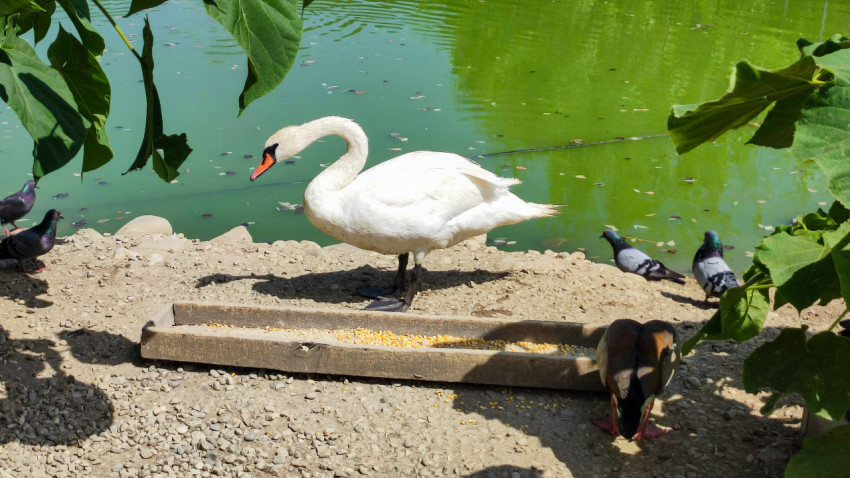 Белый лебедь на гравийном берегу пруда крупным планом