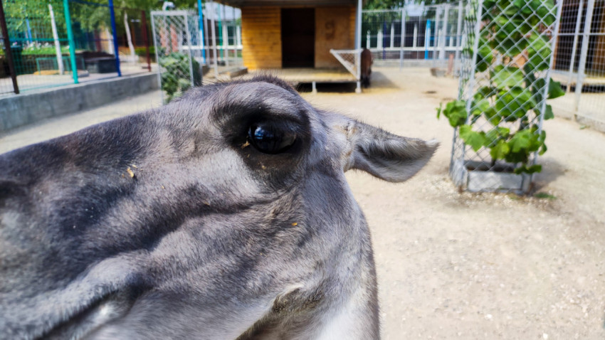 Крупный план морды ламы у сетчатого ограждения