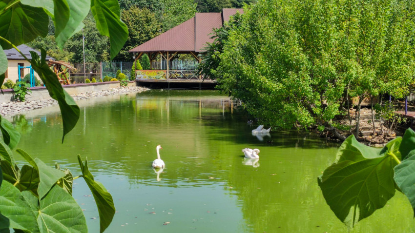 Пруд в парке с лебедями и беседкой на берегу