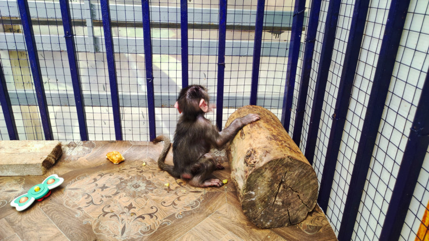 Детёныш макаки у бревна в вольере контактного зоопарка