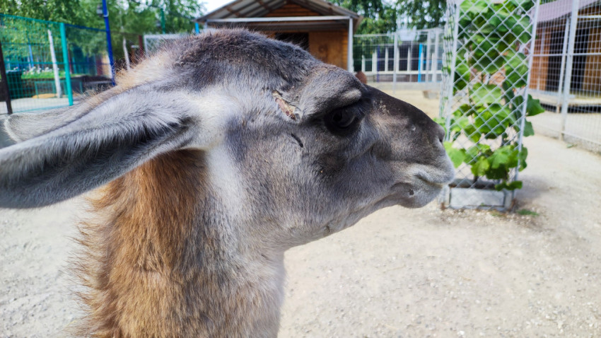 Профиль ламы на фоне вольера и зелени