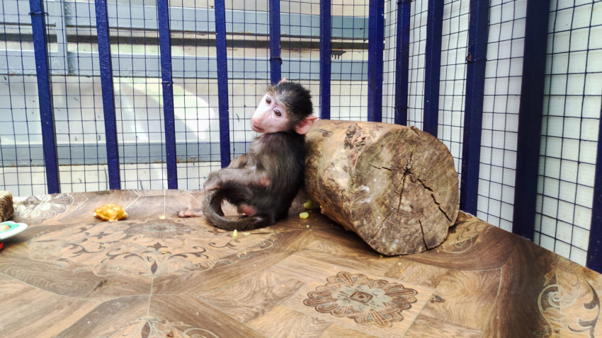 Детёныш макаки сидит у бревна на кафельном полу вольера