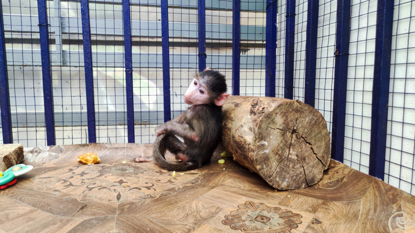Детёныш макаки в профиль у деревянного бревна в клетке