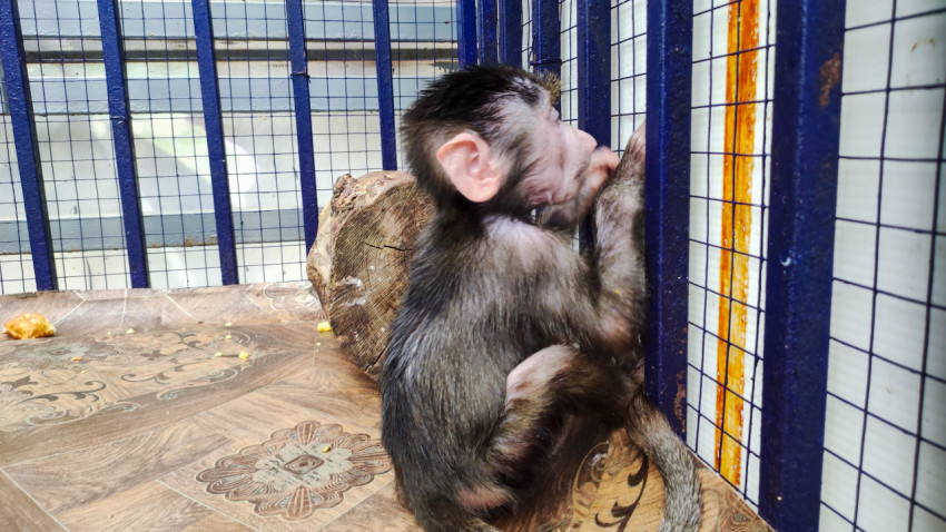 Детёныш макаки карабкается по прутьям вольера крупным планом