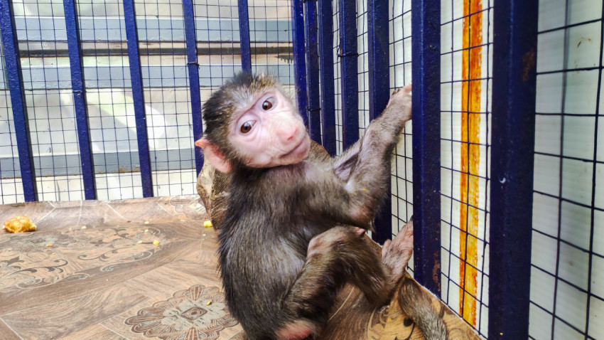 Детёныш макаки держится за решётку вольера и смотрит в камеру