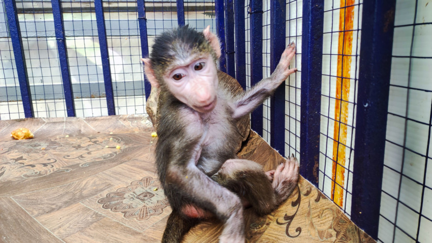 Портрет детёныша макаки у решётки вольера на кафельном полу