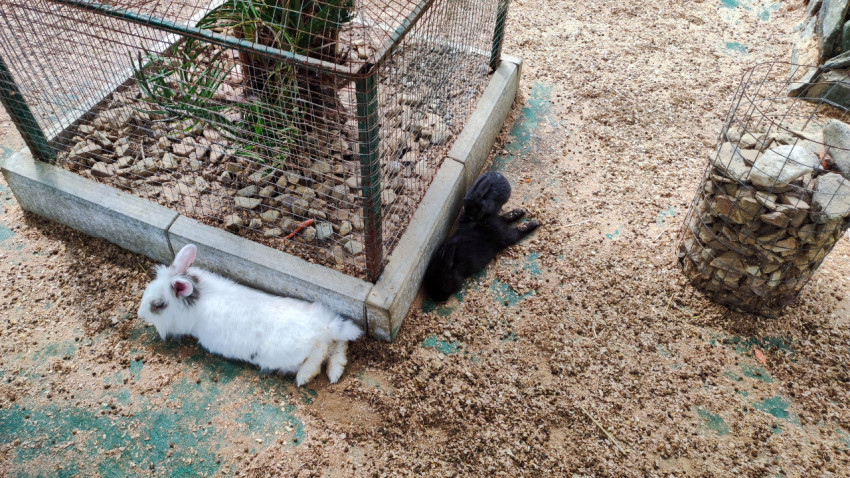 Белый кролик отдыхает у сетчатого ограждения в вольере